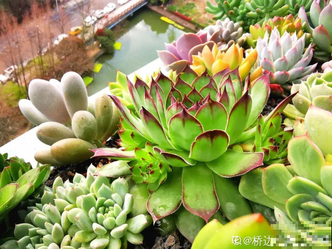 夏天养多肉，学会判断休眠状态，先“保命”要紧