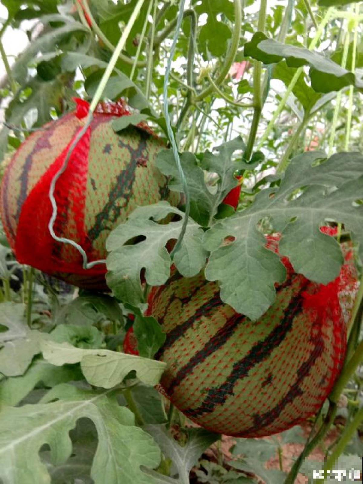 种瓜真能得瓜!学会这4步,阳台砰砰冒西瓜 种瓜真能得瓜!学会这4步,阳台砰砰冒西瓜