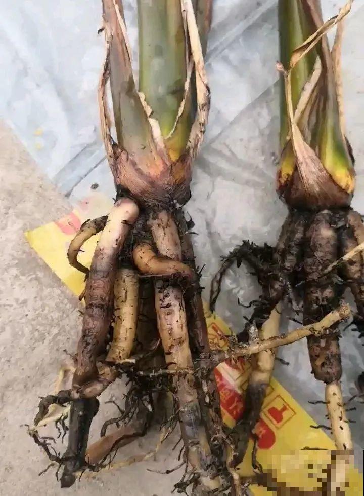 大叶子耐阴花，室内一定养，叶子比脸大，真凉快