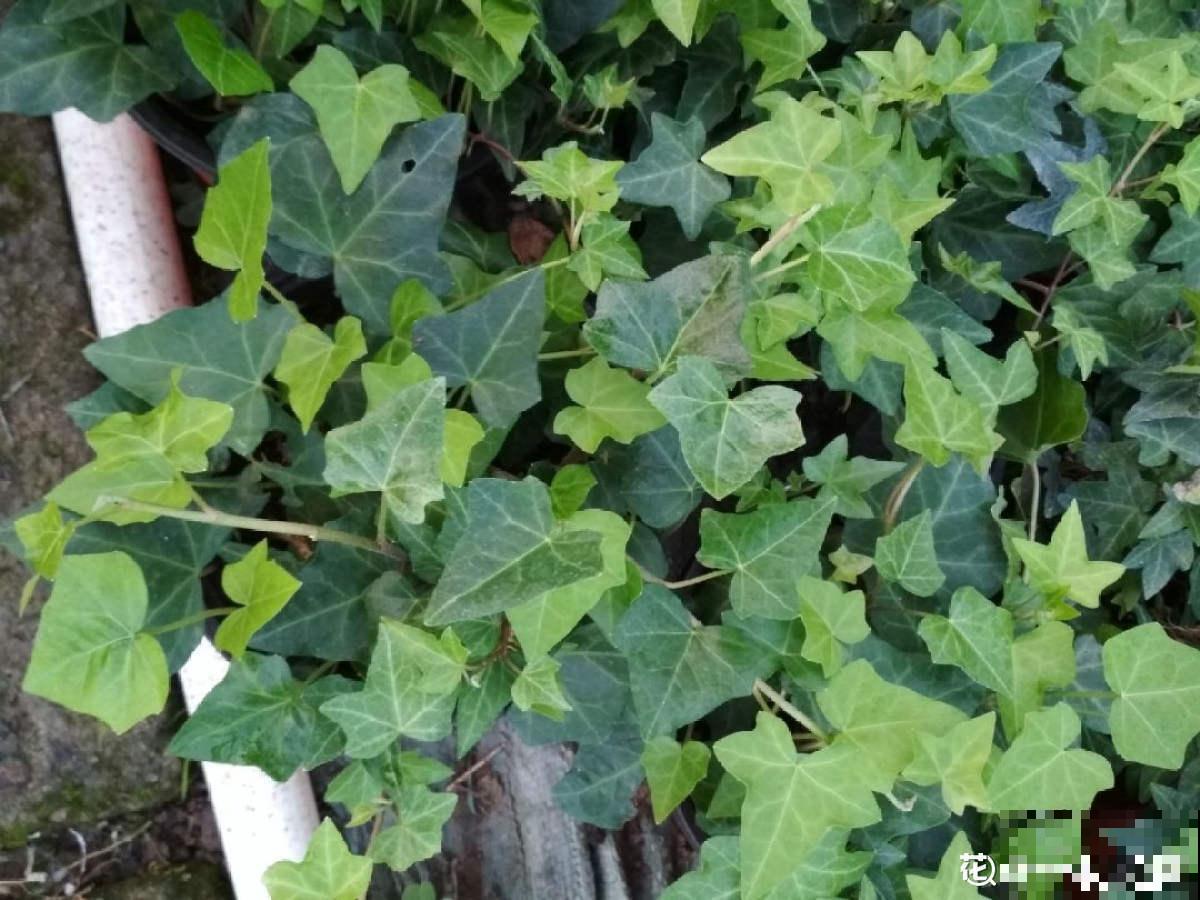 100种常见花,今天终于知道叫什么名了,建议收藏 100种常见花,今天终于知道叫什么名了,建议收藏