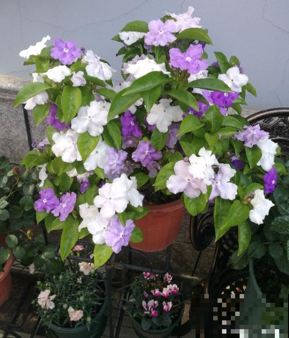 养花用点“酸酸水”,花长得特旺,叶子绿得直滴油 养花用点“酸酸水”,花长得特旺,叶子绿得直滴油