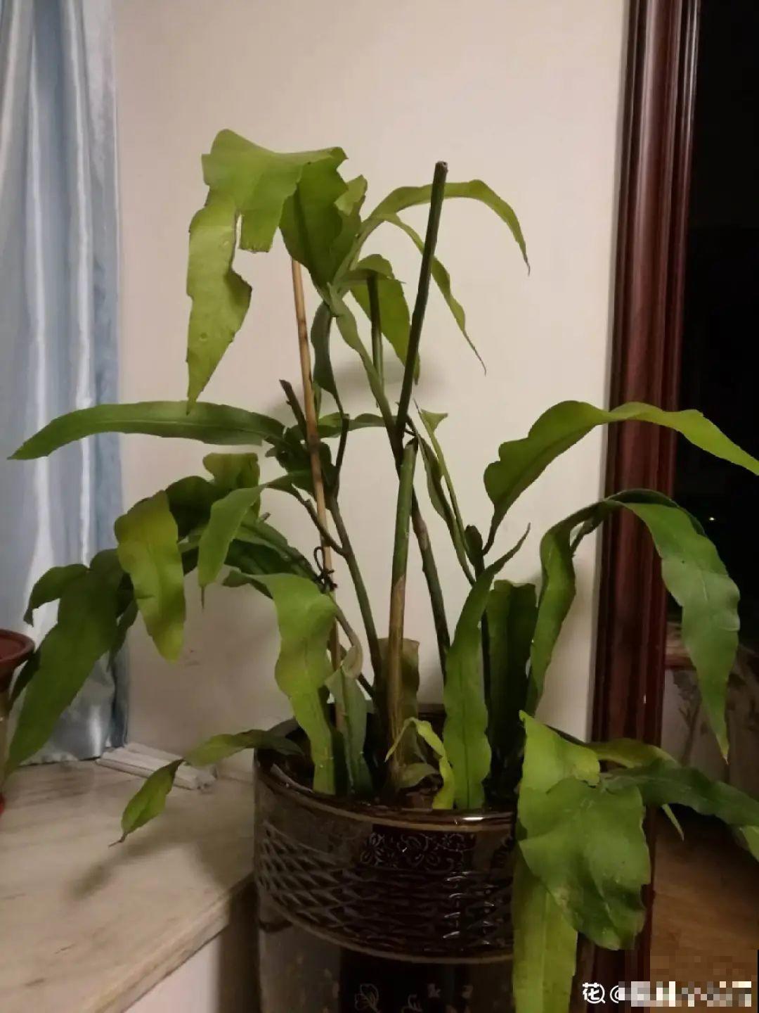 专挑晚上开的花,爱吃肥肉喝废油,开花艳压群芳 专挑晚上开的花,爱吃肥肉喝废油,开花艳压群芳