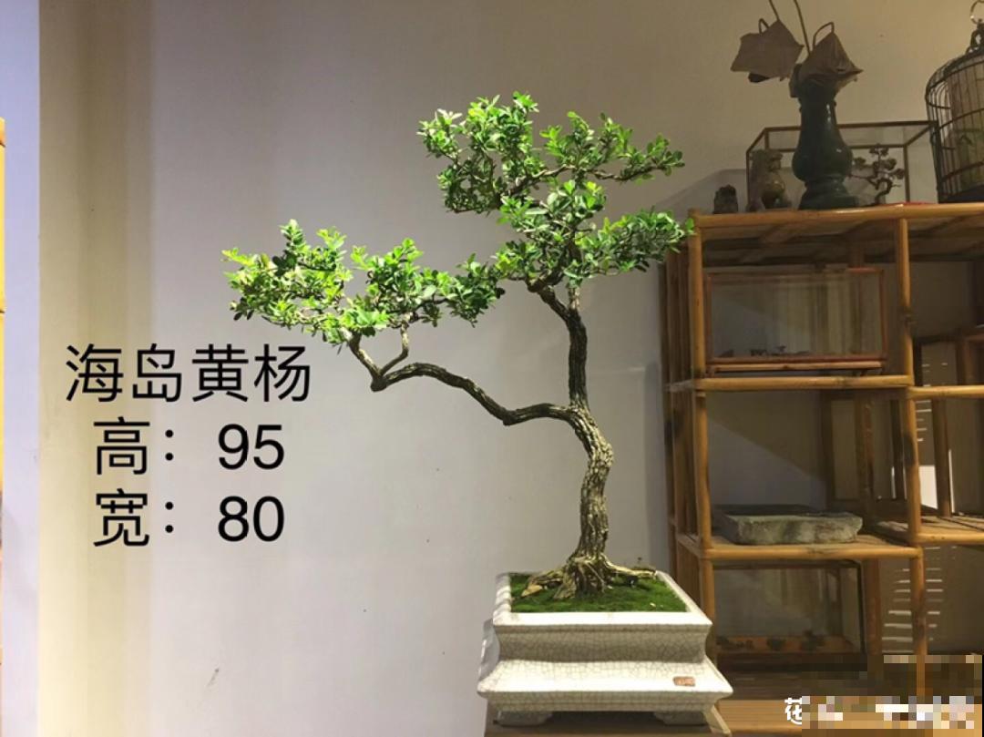 家里养8种花，独特有气质，还有满满安全感