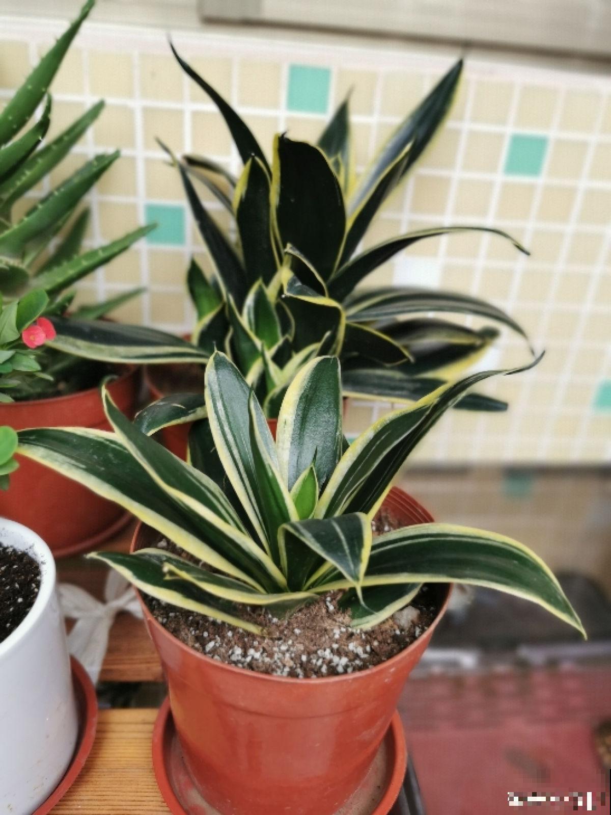 植物中的“老酒鬼”,一天一勺啤酒,叶子油亮花开爆 植物中的“老酒鬼”,一天一勺啤酒,叶子油亮花开爆