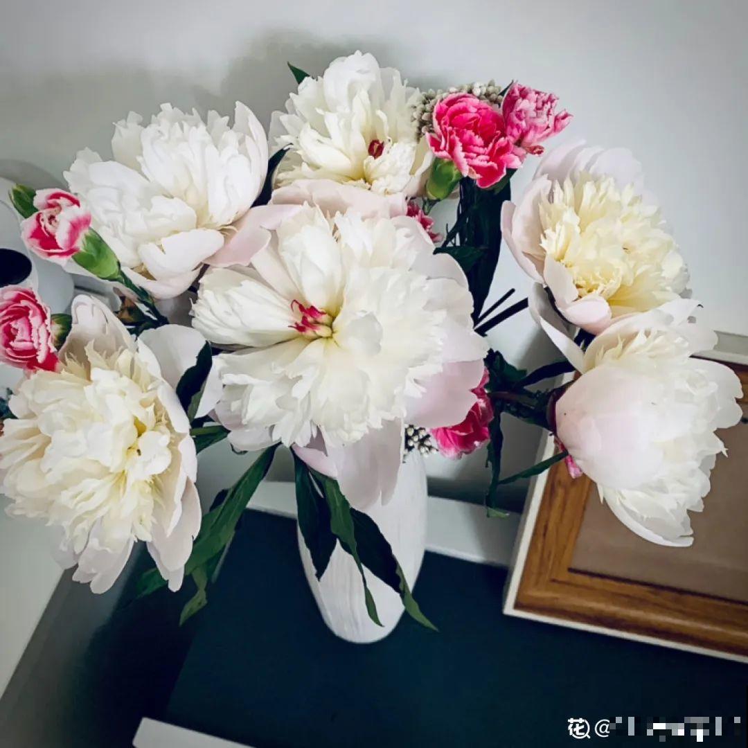 一年只能种一次的花,开花富贵寓意吉祥,堪称“花中宰相” 一年只能种一次的花,开花富贵寓意吉祥,堪称“花中宰相”