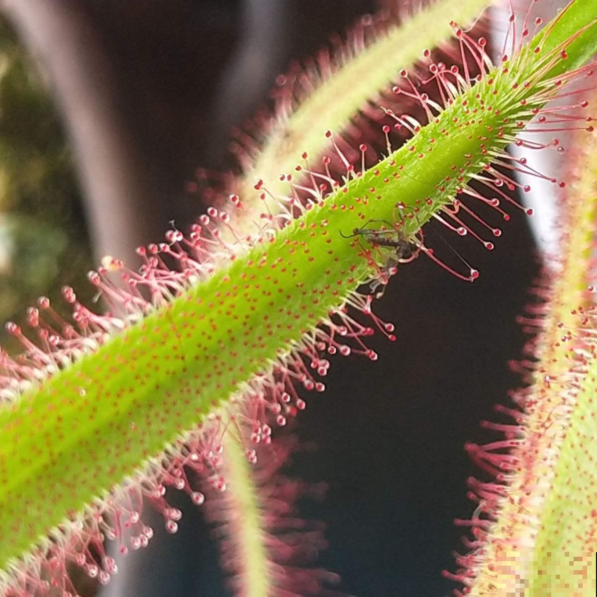 植物也有“肉食性”的，4种食虫植物，养在家里能“灭蚊”