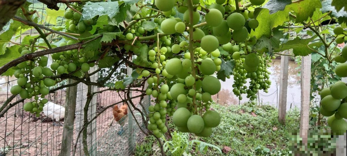 居家小妙招，7种果皮变成宝，吃完再也不乱扔