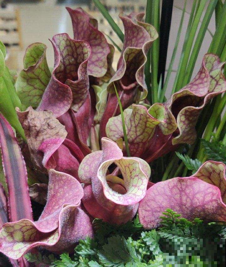 江西无蚊村,种满“驱蚊树”,一年四季没蚊子 江西无蚊村,种满“驱蚊树”,一年四季没蚊子