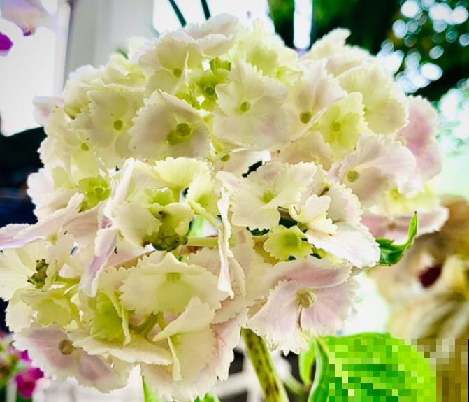 夏天养花，这4个地方不能养，不然植物都死了