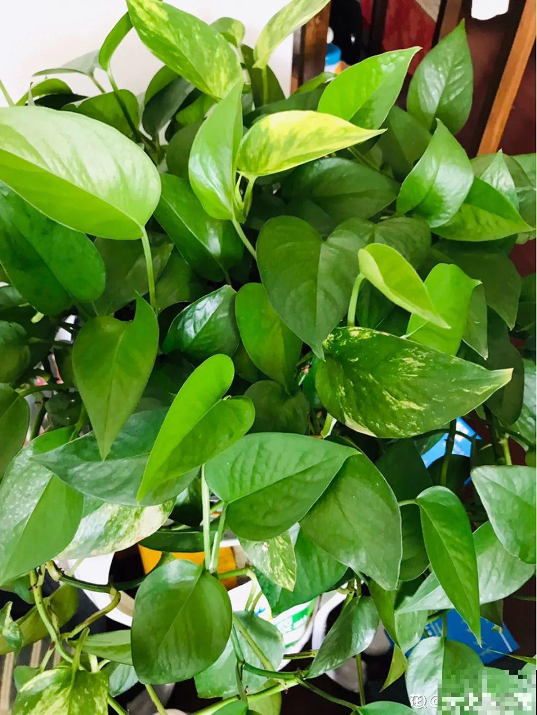 给花喂点小药片,植物开花多,越长越壮 给花喂点小药片,植物开花多,越长越壮