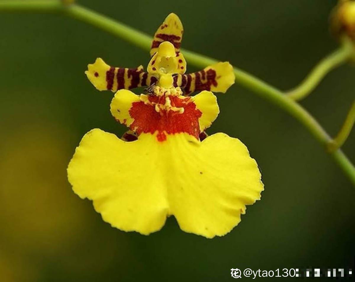 5种花,光听名字就很美,看到实物后,网友感叹:名不虚传 5种花,光听名字就很美,看到实物后,网友感叹:名不虚传