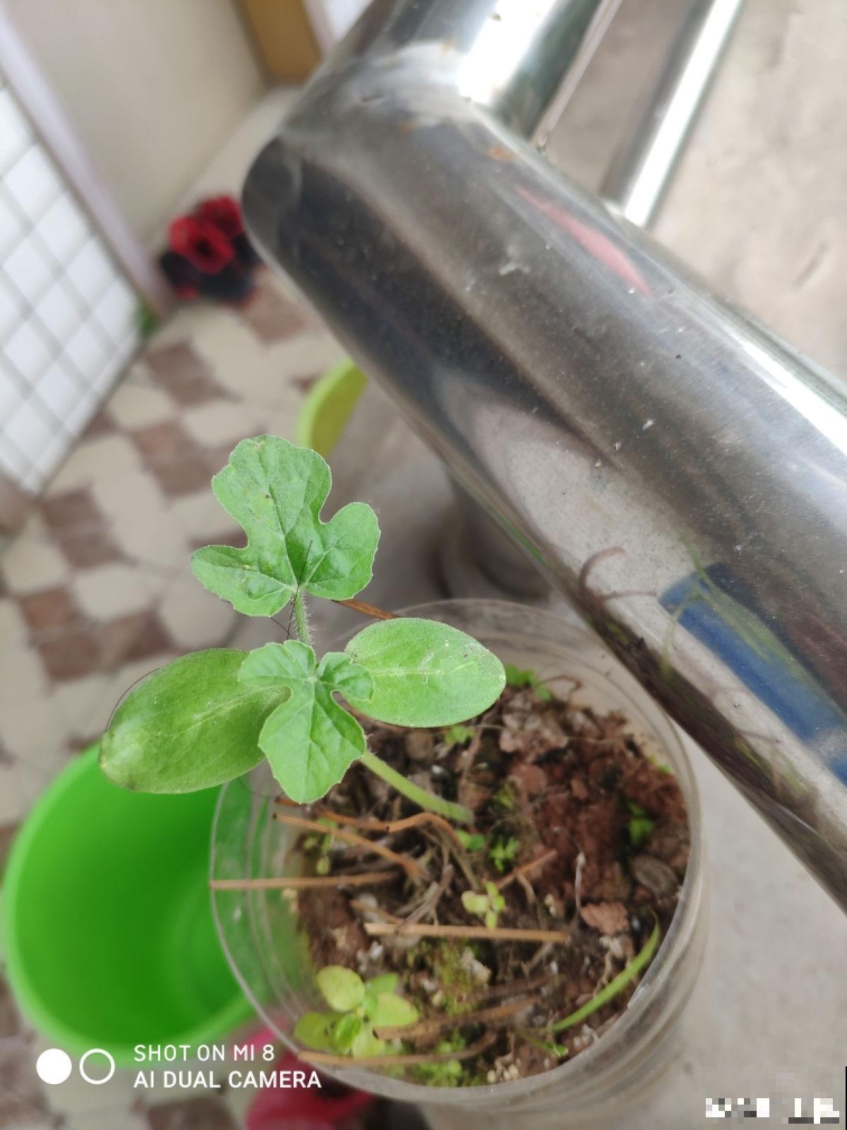 阳台西瓜咋不甜?5个细节需要注意,西瓜甘甜汁也多 阳台西瓜咋不甜?5个细节需要注意,西瓜甘甜汁也多