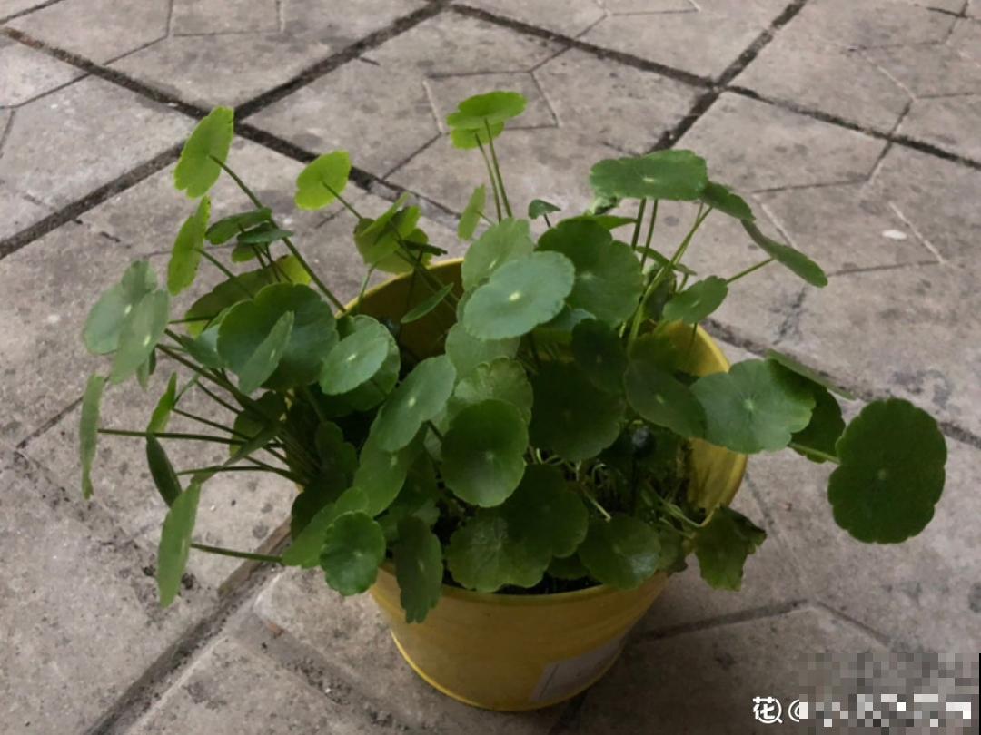 10种花，一天不见水就萎缩，狂补水就对了！