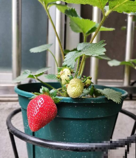 种草莓，做好这6步，颜色通红，甜过奶油