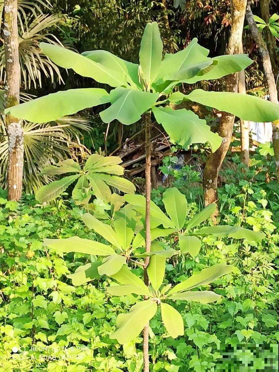 看到稀奇花，不认识的别去挖，可能会触犯法律