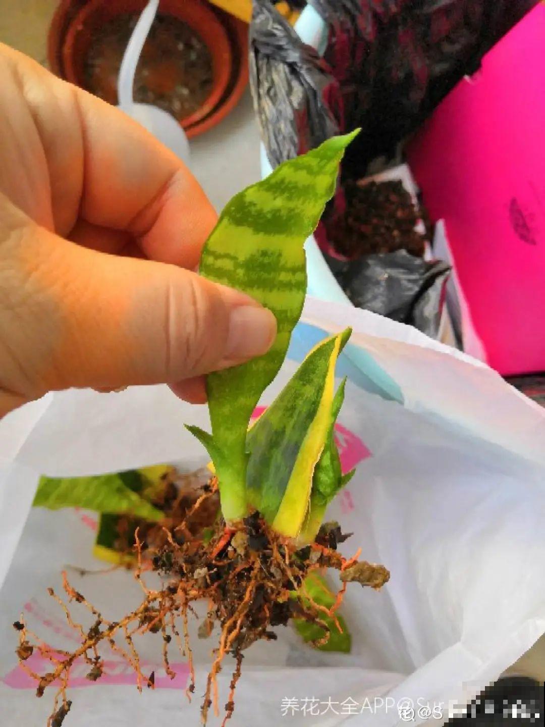 平时的“贵货花”,路边扔了一卡车,赶紧捡回家 平时的“贵货花”,路边扔了一卡车,赶紧捡回家