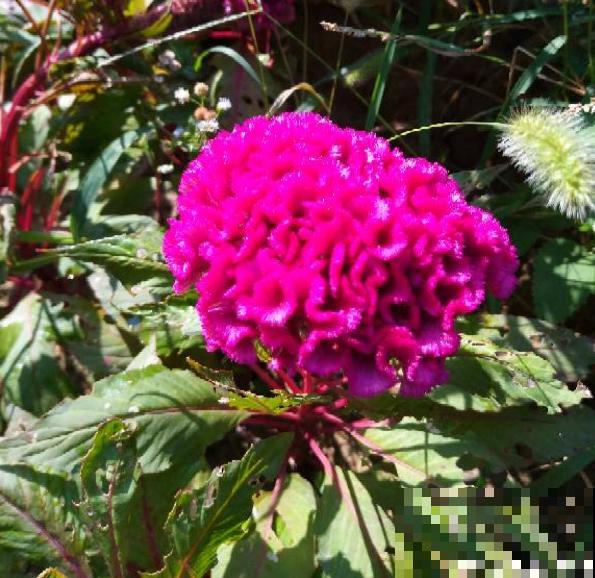 12生肖有专属幸运花,快来看看你的幸运花是哪种 12生肖有专属幸运花,快来看看你的幸运花是哪种