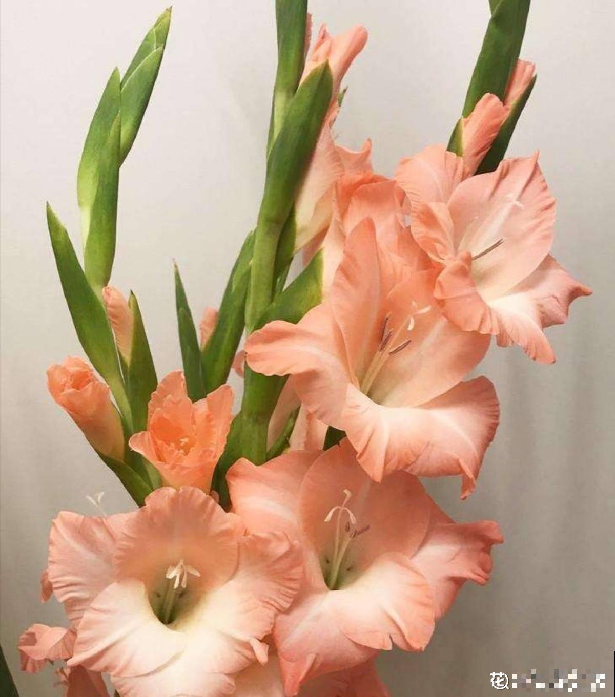 教师节来临，准备这8种花，陪老师温暖过节