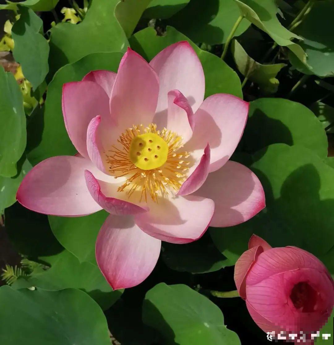 三伏天超美的10种花,妥妥的“开花楷模”,你养了几种? 三伏天超美的10种花,妥妥的“开花楷模”,你养了几种?