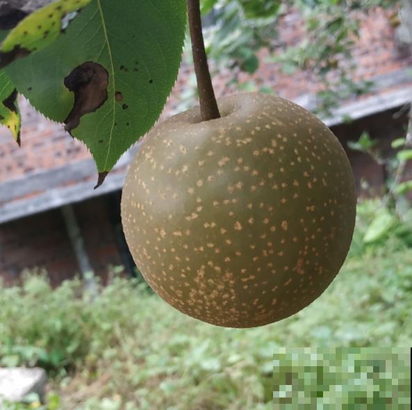 入秋后太燥，记住秋季饮食禁忌，越吃越健康