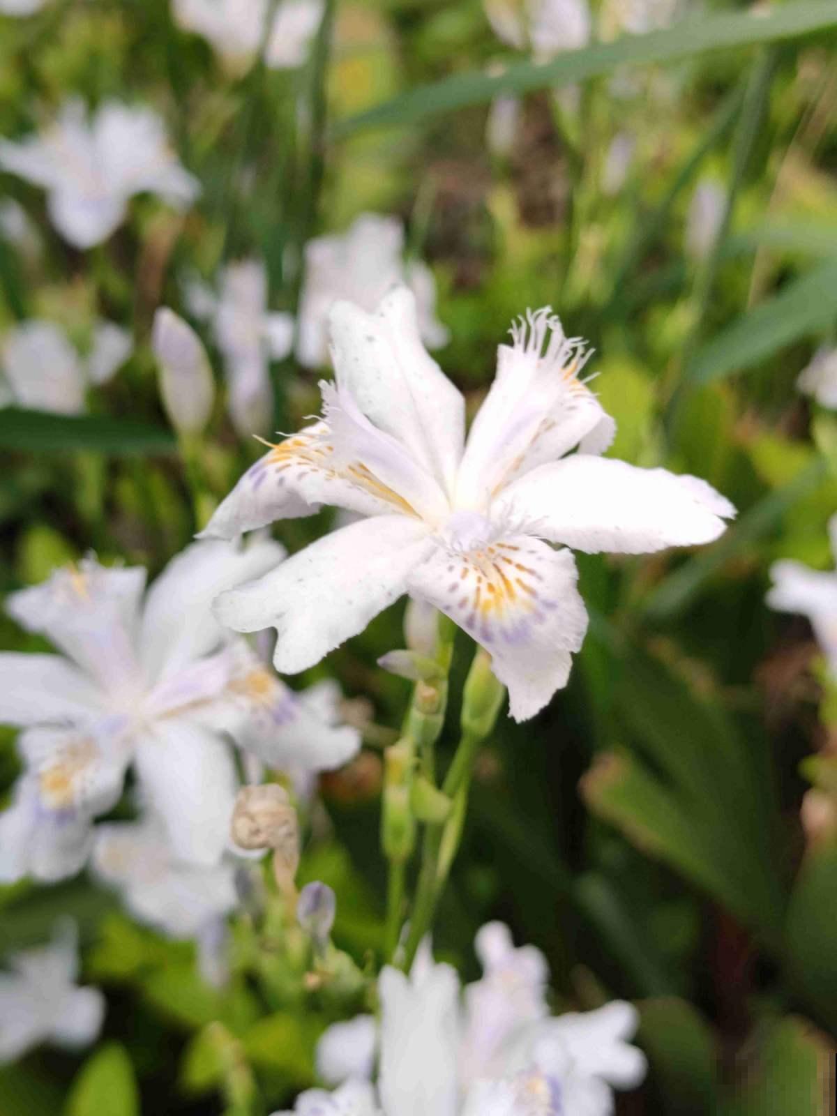 100种常见花,今天终于知道叫什么名了,建议收藏 100种常见花,今天终于知道叫什么名了,建议收藏