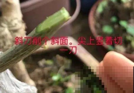 养了30年的玉树,扦插开出9色花,快来沾沾喜气 养了30年的玉树,扦插开出9色花,快来沾沾喜气