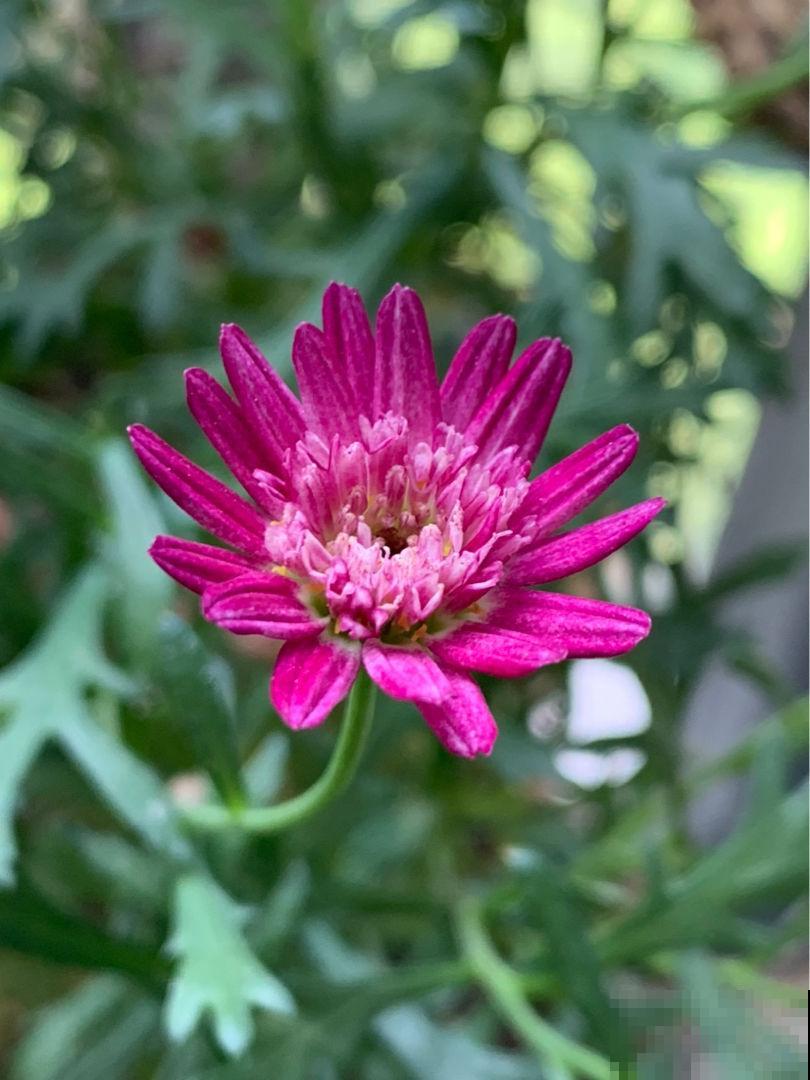 夏天养花浇水是个大问题，注意3个要点，浇水一点都不愁