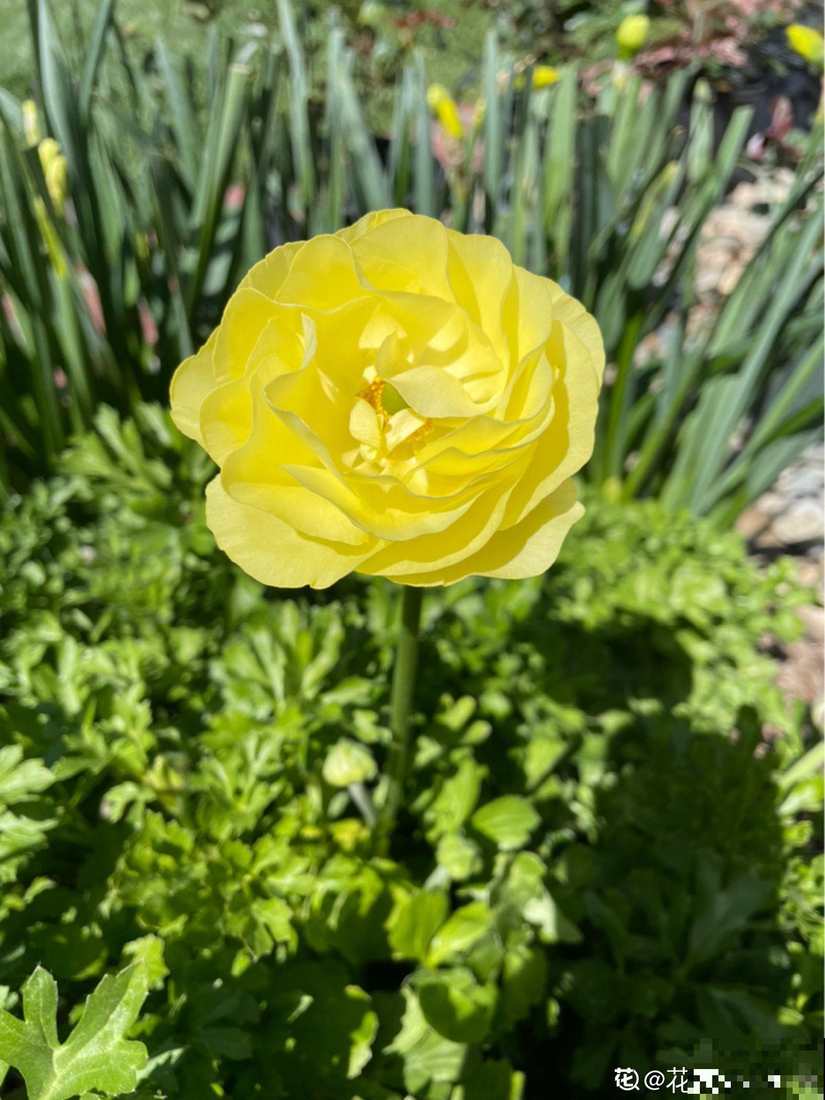 都说有院子好,真正打理起来,才知道有多烦 都说有院子好,真正打理起来,才知道有多烦