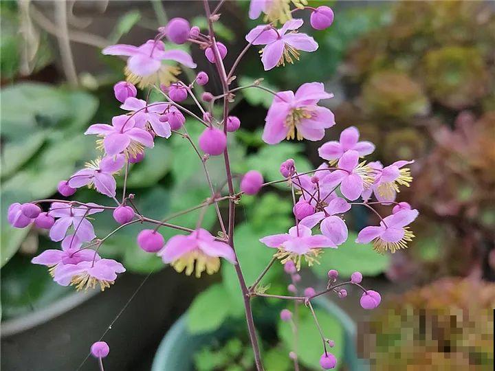 家里别只养绿萝,15种精致耐阴花,光照不好也能长很美 家里别只养绿萝,15种精致耐阴花,光照不好也能长很美