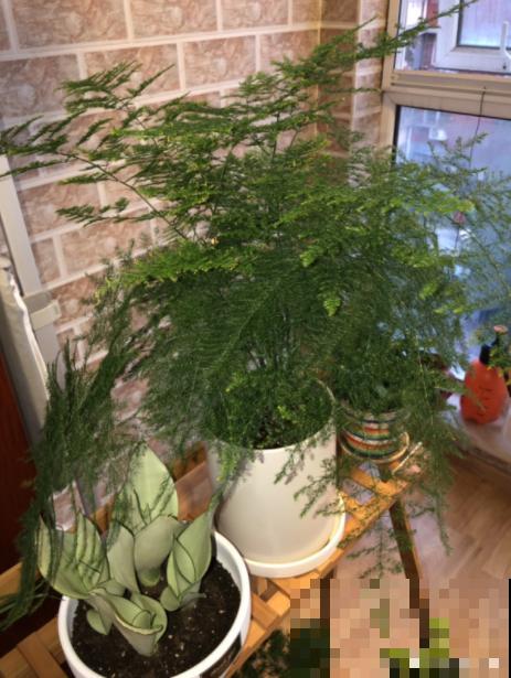 夏天养文竹，不能暴晒，不然叶子都黄了