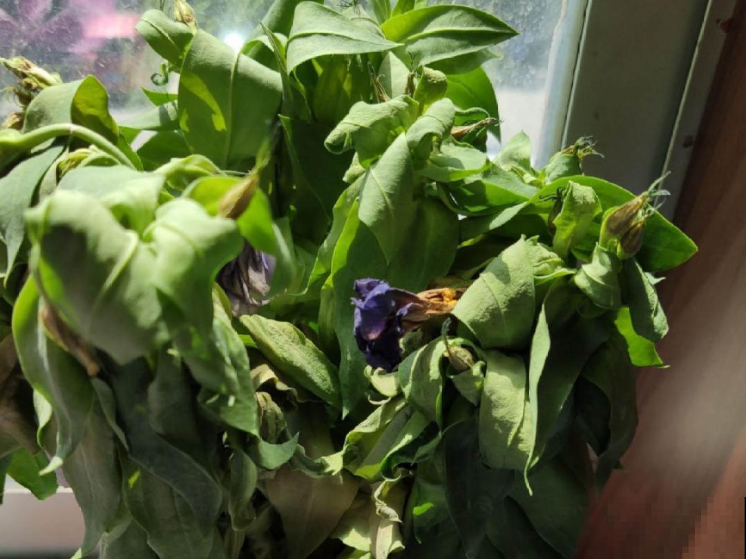 10种花，一天不见水就萎缩，狂补水就对了！