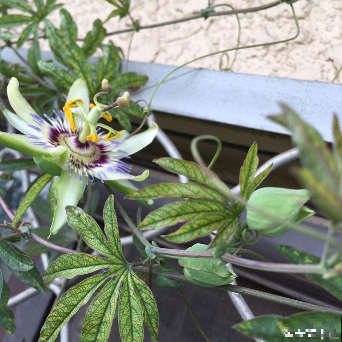 有“商业价值”的植物,绿化带里天天见,不愧是“有颜有市场” 有“商业价值”的植物,绿化带里天天见,不愧是“有颜有市场”