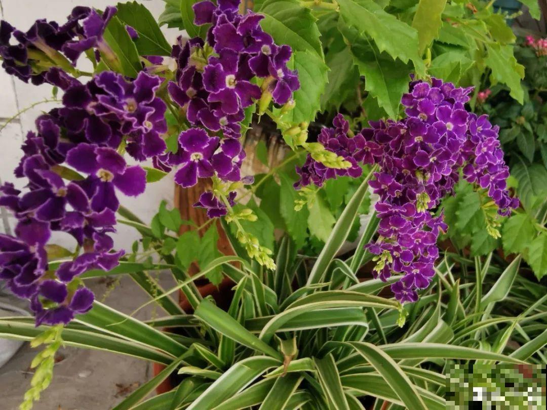 活的“香水花”,夏天一直开,满院子都是花香 活的“香水花”,夏天一直开,满院子都是花香