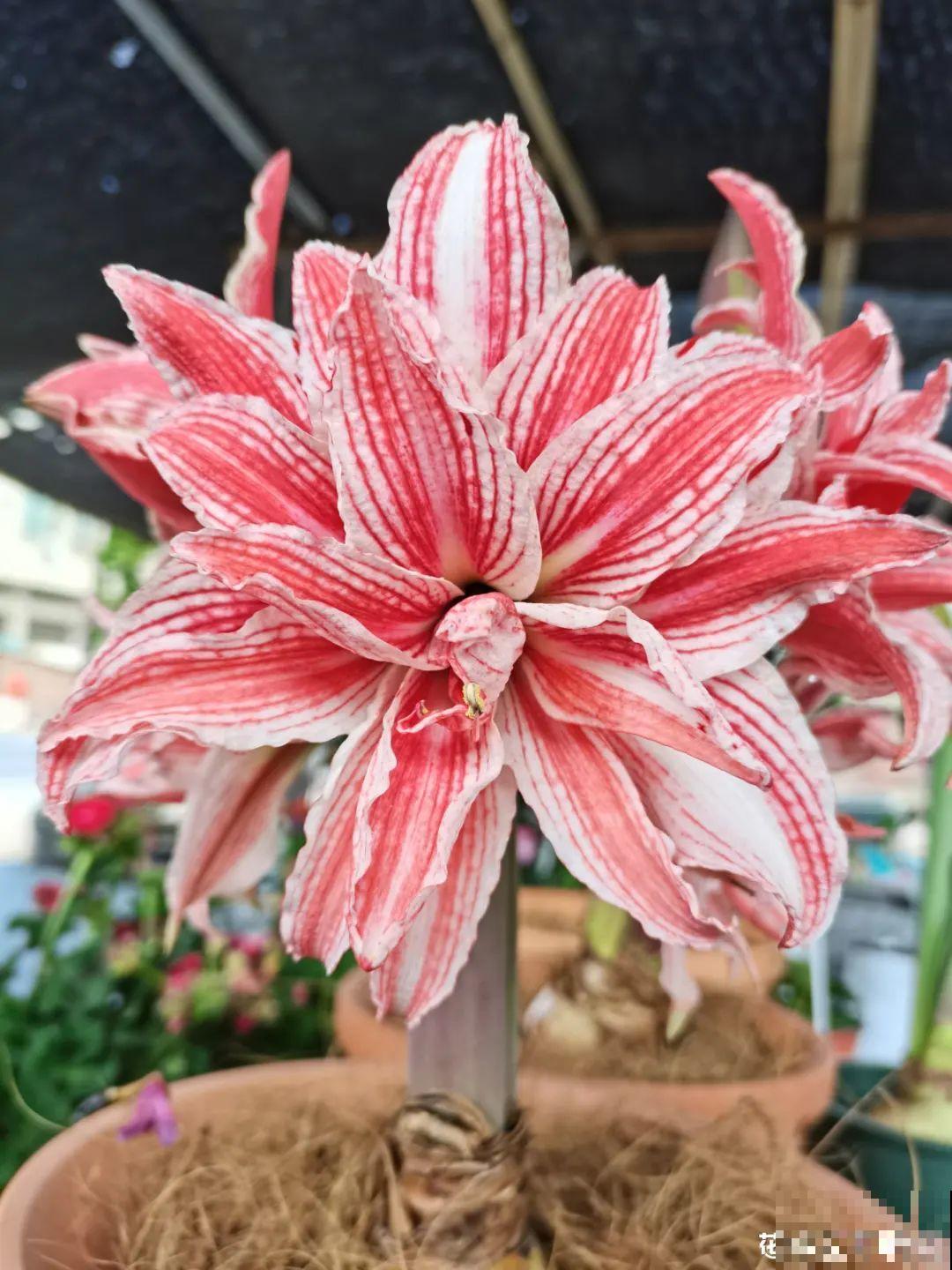 家里养盆朱顶红，开花个个比脸大，牛年养它“注定红”！