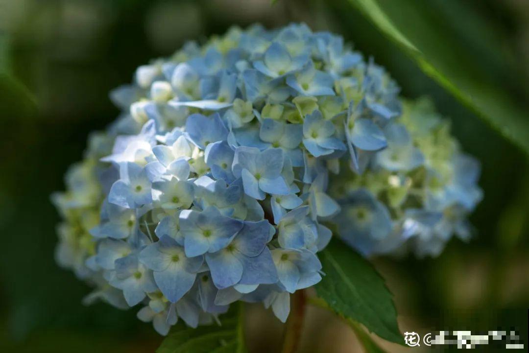 有个小院种种菜,养点花草,忘记半生喧嚣 有个小院种种菜,养点花草,忘记半生喧嚣