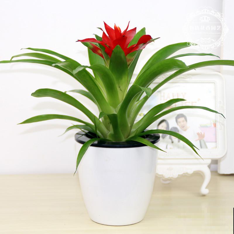 这3种花开完花就扔掉，第二年开花几率很小，别浪费时间