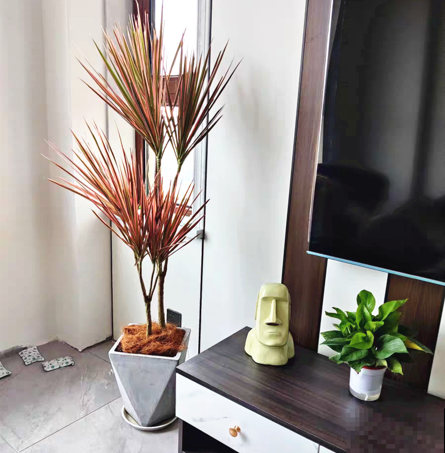 家里养8种花，独特有气质，还有满满安全感