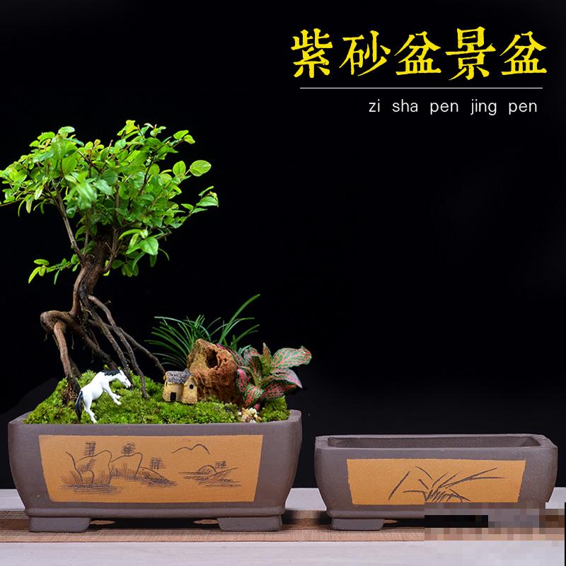 1种大气又精致的盆景，6个养护方法，枸杞盆景进家门