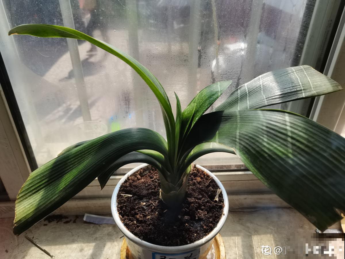 夏天少管君子兰！养护太周到，难怪挺不过夏天
