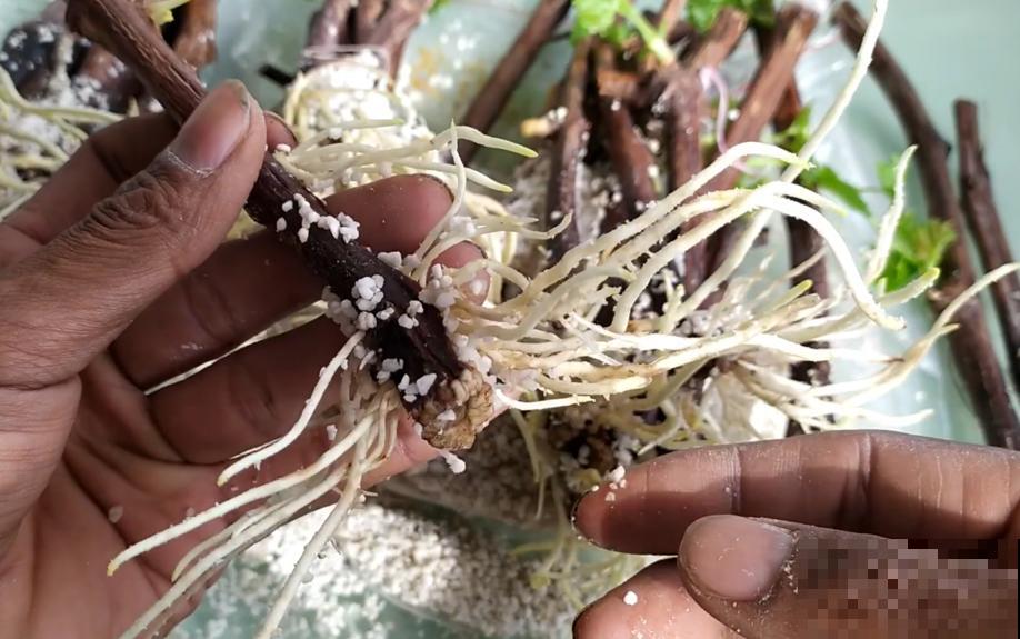 立秋后，7种花要扦插，满盆开花结果子