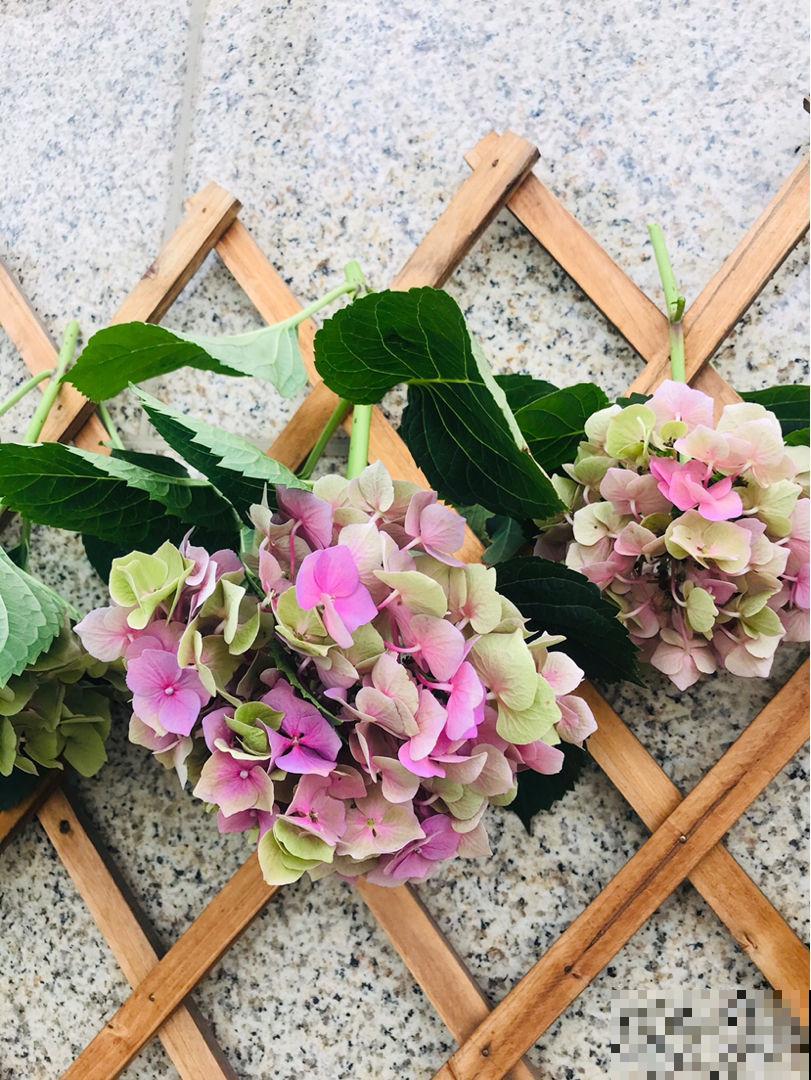 分不清永生花和干花？学会制作干花，让花期无限延长