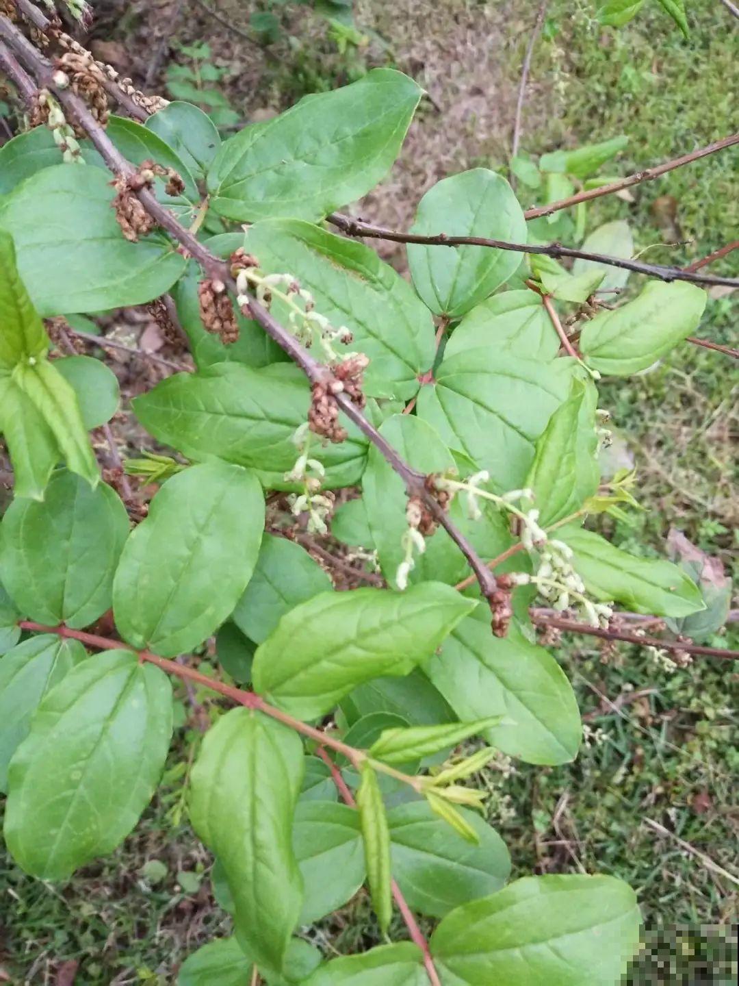 家门口长出这10种草,赶紧拔掉,不然会惹麻烦 家门口长出这10种草,赶紧拔掉,不然会惹麻烦