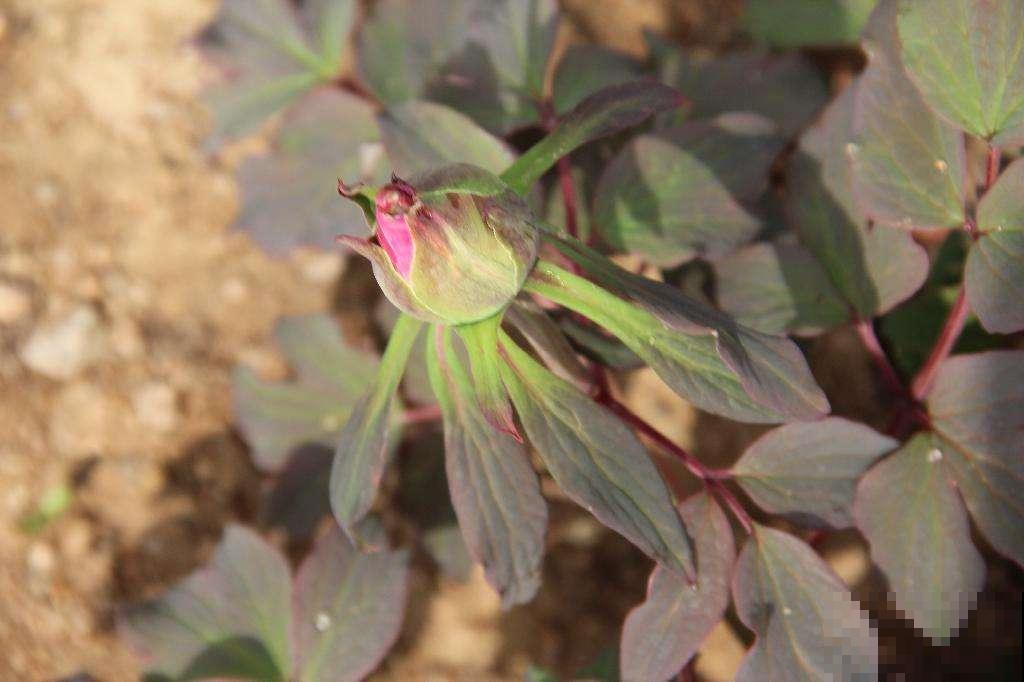 一枝独秀,看牡丹艳压群芳,分享5步牡丹养护方法 一枝独秀,看牡丹艳压群芳,分享5步牡丹养护方法