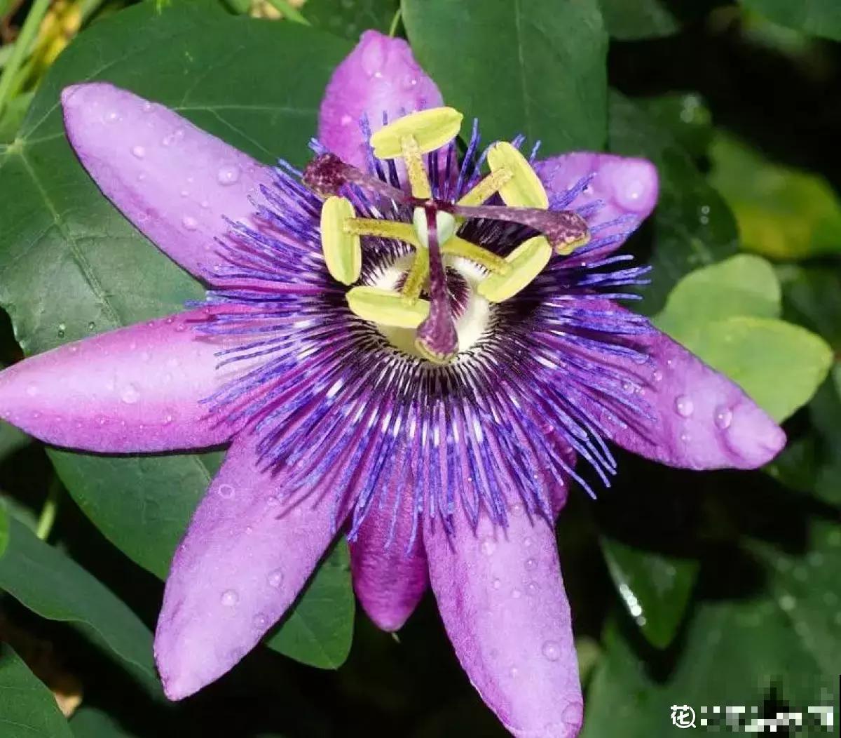 有“商业价值”的植物,绿化带里天天见,不愧是“有颜有市场” 有“商业价值”的植物,绿化带里天天见,不愧是“有颜有市场”