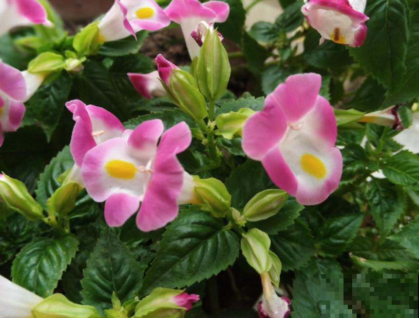 强悍的小草花，种一次年年开，越晒花越多！