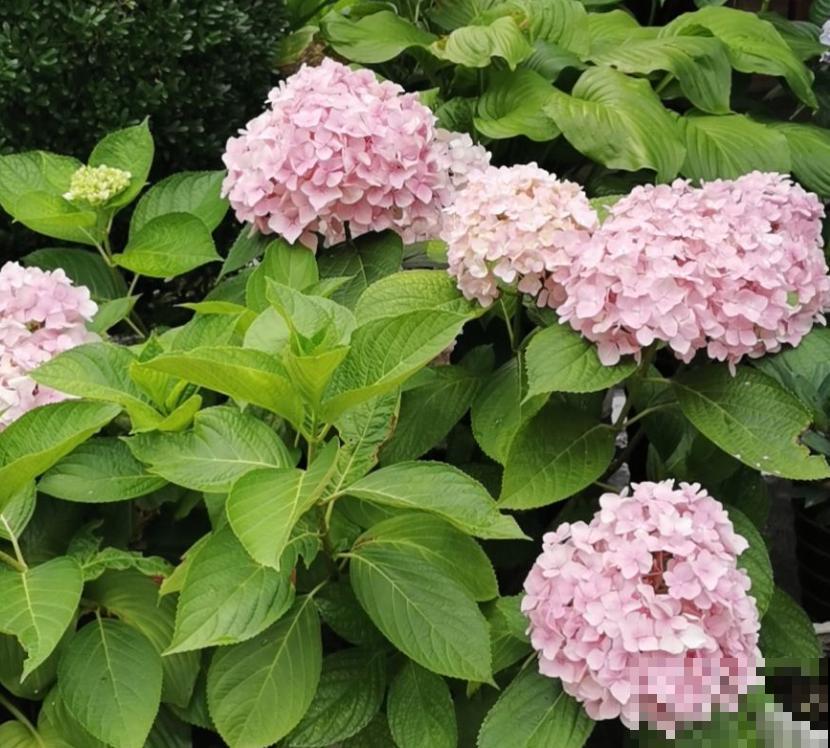 好不容易长出花苞，居然“消苞”了，太心疼