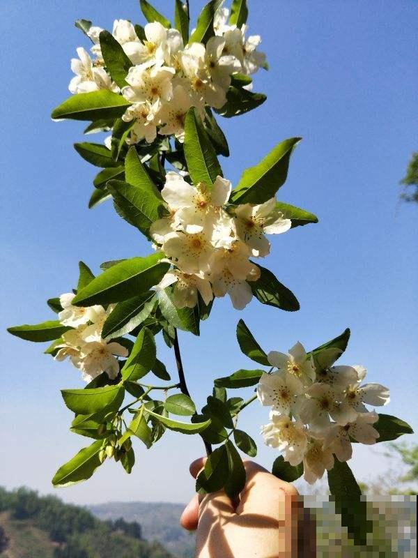 观赏桃树和食用桃树是同一种吗?走进桃树大国,揭秘桃树种类 观赏桃树和食用桃树是同一种吗?走进桃树大国,揭秘桃树种类