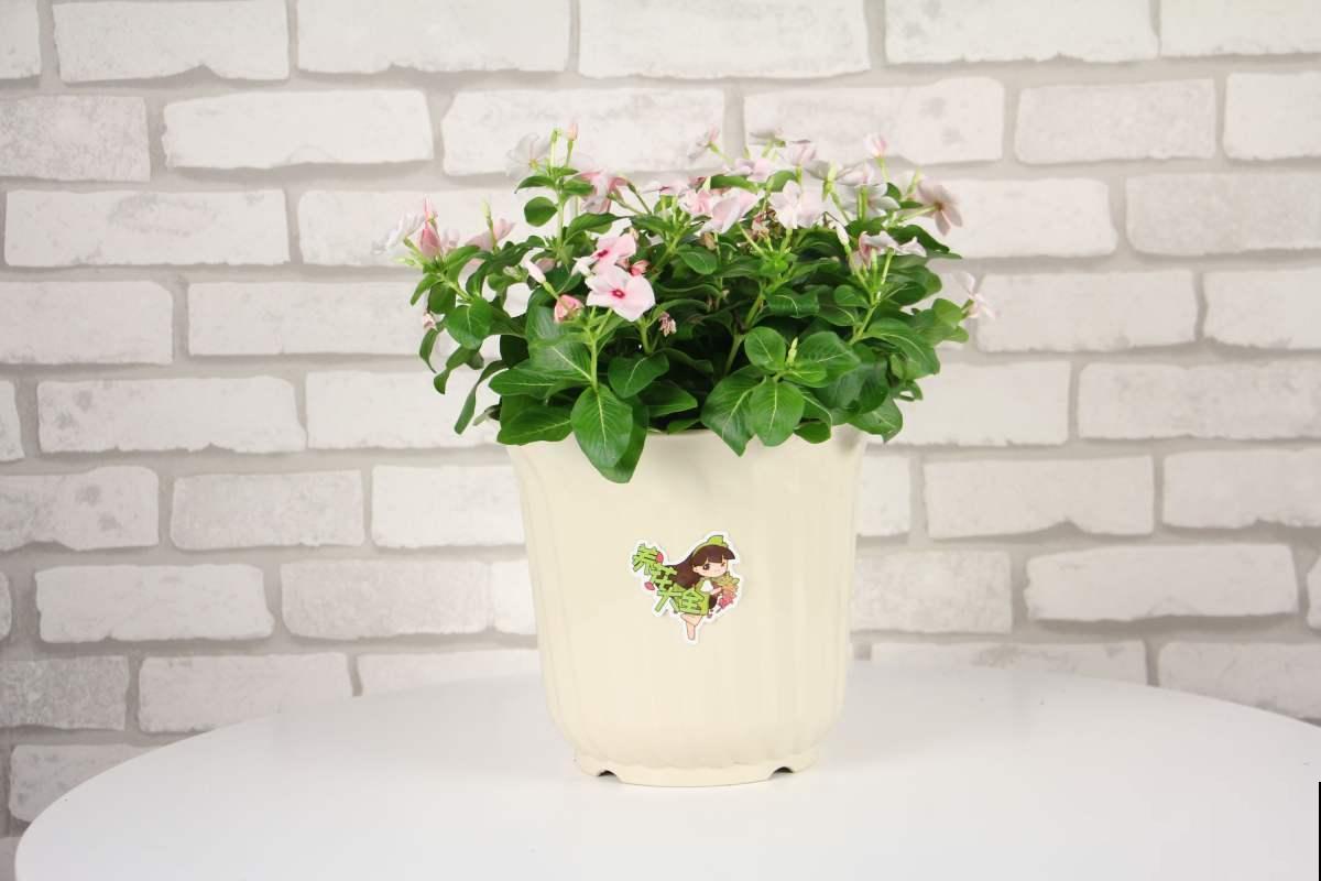 3种“四季花”，养起来简单还好看，让家里四季如春