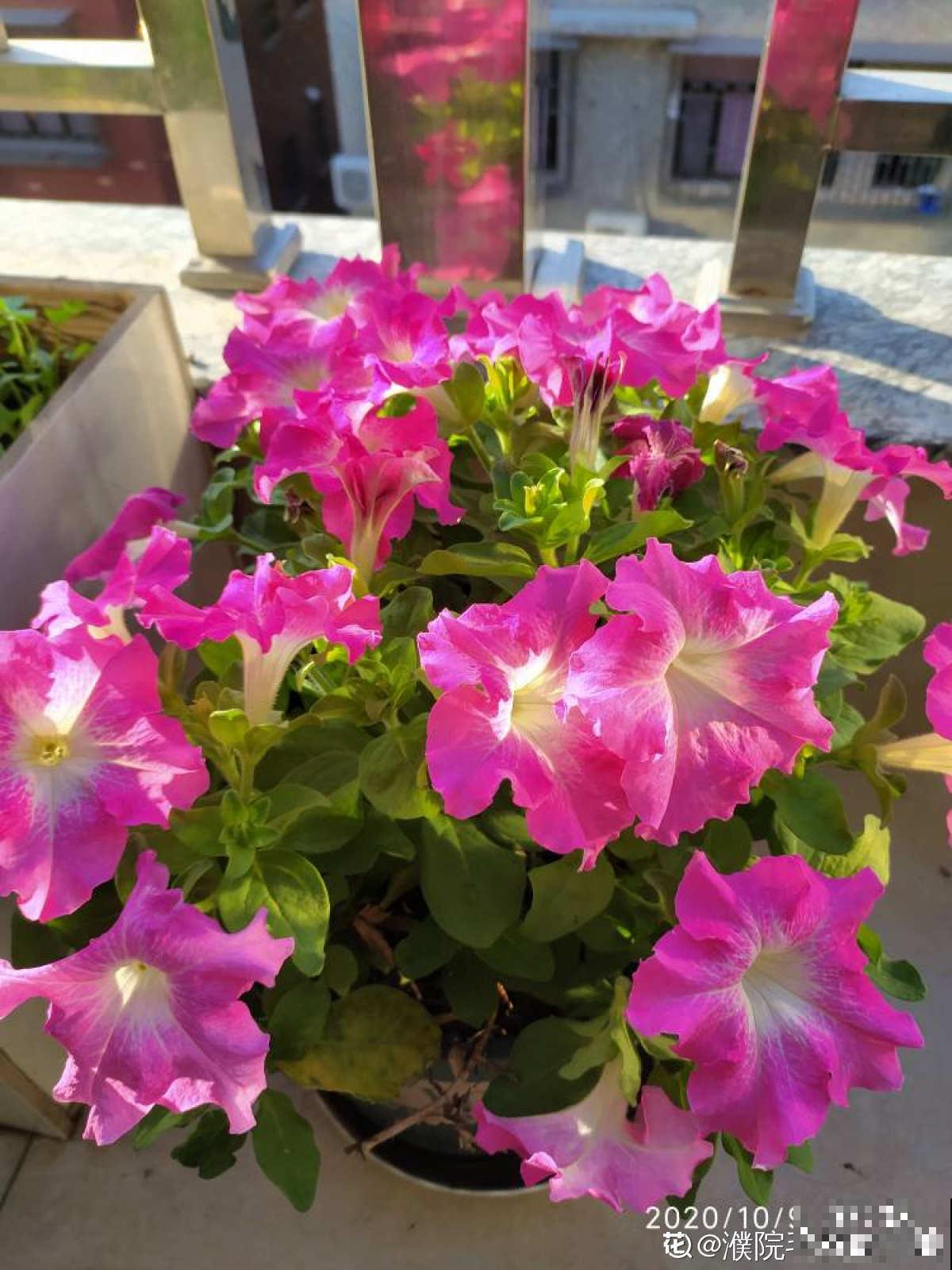 家庭首选矮牵牛，选择多多，每株都不同