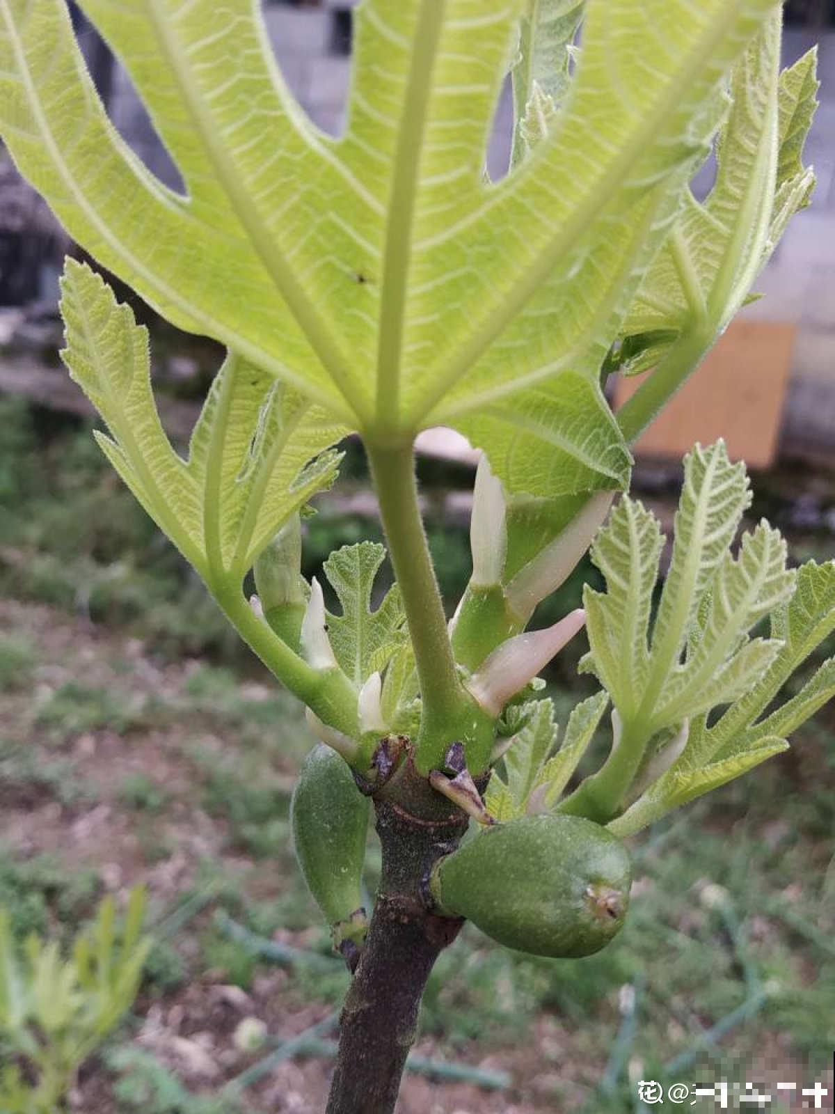 5种水果,让果实压弯树枝,摘下就能吃 5种水果,让果实压弯树枝,摘下就能吃